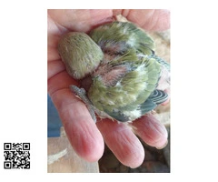 Agapornis fisher rosicollis