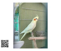 Se venden 2 Ninfas Adultas (1 Macho y 1 Hembra)