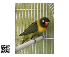 Agapornis Personata de cuello amarillo