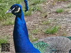 Pavos reales Azul Joven de 2025 - 2