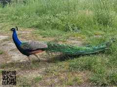 Pavos reales Azul Joven de 2025 - 3