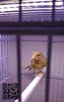 CANARIO TIMBRADO ESPAÑOL