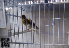 CANARIO TIMBRADO ESPAÑOL - 3