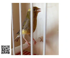 Canaria se vende