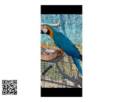 Guacamayo macho 5mes