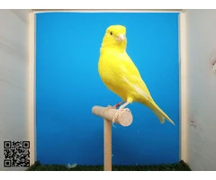 Canarias amarilla calidad
