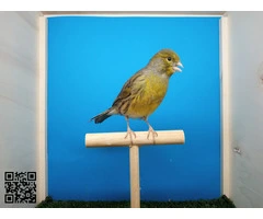 Canarias timbrada verde