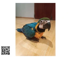 Disponible hembra ararauna