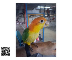 Caiques