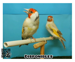 Jilgueros mayor mutados