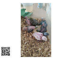 Agapornis papilleros en Cartagena disponibles