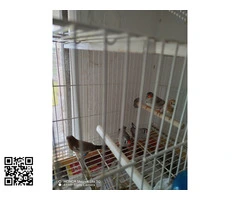 Se ceden  mandarines - 2