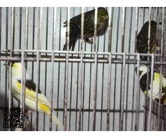 Cedo Canarios Timbrados del 2025 - 3