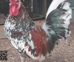 Pareja Gallina flor de almendro - 5