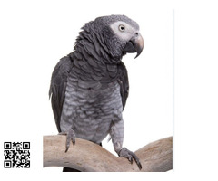 Buscar GRIS Loro Yaco PAREJA