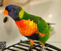 Loris Arcoiris Papilleros - 4