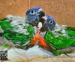 Loris Arcoiris Papilleros - 6