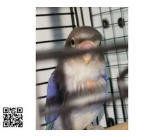 Cedo o cambio por rosicolis - 2