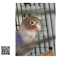 Cedo o cambio por rosicolis - 6