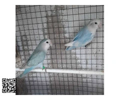 Agapornis papilleros.Roseicollis - 2