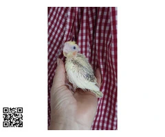 Agapornis papilleros.Roseicollis - 6