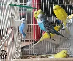 Periquitos (lote) - 2