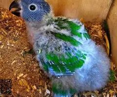 Loris Arcoiris Papilleros - 2