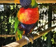 Loris Arcoiris Papilleros - 3