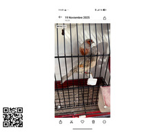 canarios alas grises rojo mosaico