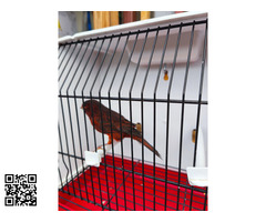 pareja de canarios bronce nevado x intenso