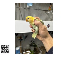 PAPILLEROS AGAPORNIS FISCHERIS Y PERSONATUS - 2