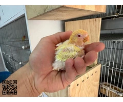 PAPILLEROS AGAPORNIS FISCHERIS Y PERSONATUS - 3