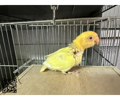 PAPILLEROS AGAPORNIS FISCHERIS Y PERSONATUS - 5