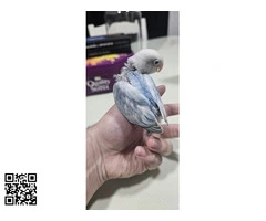 Agapornis fisher de este año - 2