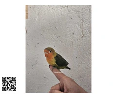 Agapornis fisher de este año - 4