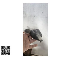 Agapornis fisher de este año - 3