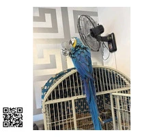 GUACAMAYO AZUL Y DORADO DE 16 SEMANAS - 2