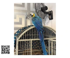 GUACAMAYO AZUL Y DORADO DE 16 SEMANAS - 3