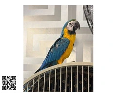 GUACAMAYO AZUL Y DORADO DE 16 SEMANAS - 4