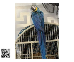 GUACAMAYO AZUL Y DORADO DE 16 SEMANAS - 5