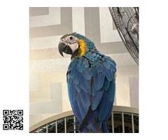 GUACAMAYO AZUL Y DORADO DE 16 SEMANAS - 6