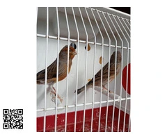 canario arlequín portugués - 5