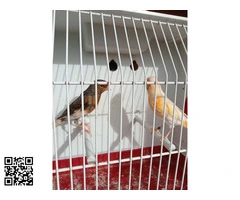 canario arlequín portugués - 6