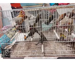 Canarios Machos y hembras - 6