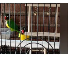 Cedo o cambio pareja de agapornis Personatas - 2