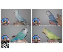 Auténticos Agapornis roseicolli machos dóciles papilleros Federados - 2