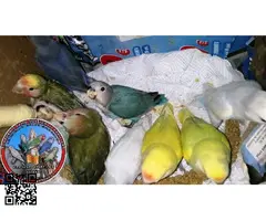 Auténticos Agapornis roseicolli machos dóciles papilleros Federados - 4