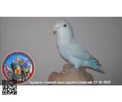 Auténticos Agapornis roseicolli machos dóciles papilleros Federados - 5