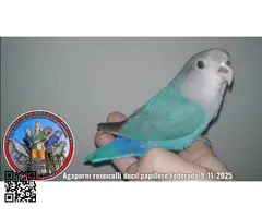 Auténticos Agapornis roseicolli machos dóciles papilleros Federados - 6