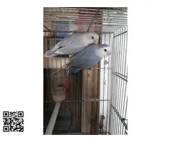 Agapornis roseicolli depurados